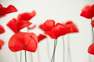 Coquelicot en papier de soie